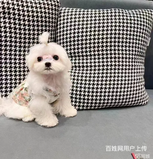 出售精品马尔济斯保健康均有三证保障 - 图片 8