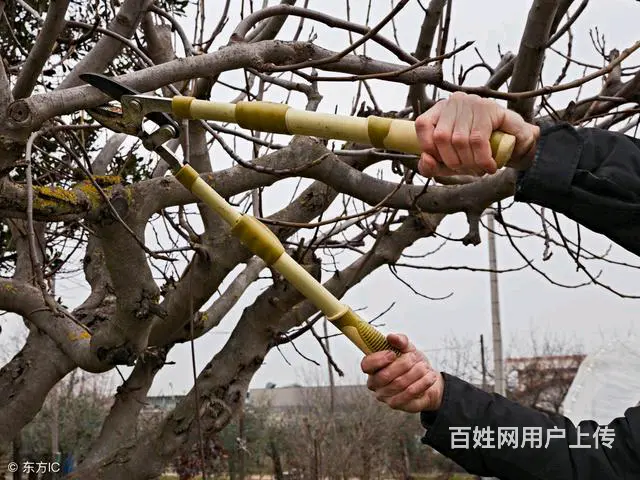 梨都果树专业修剪管理 - 图片 3