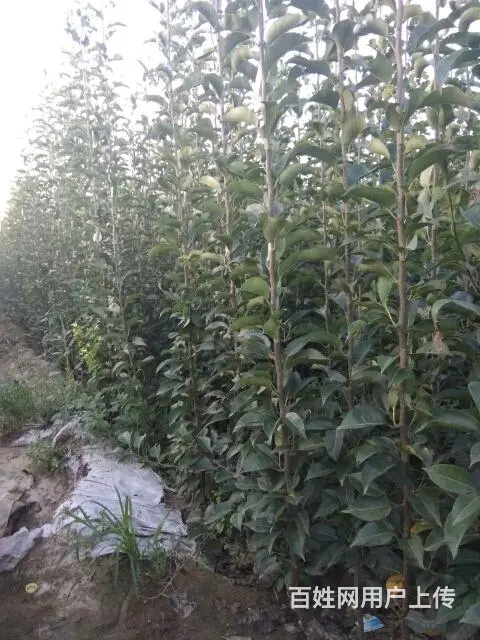 大量占地桃苗，苹果苗，梨苗。杏苗，核桃苗 - 图片 6