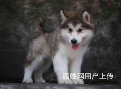 承德阿拉斯加怎么卖 家养阿拉斯加 保健康 - 图片 11