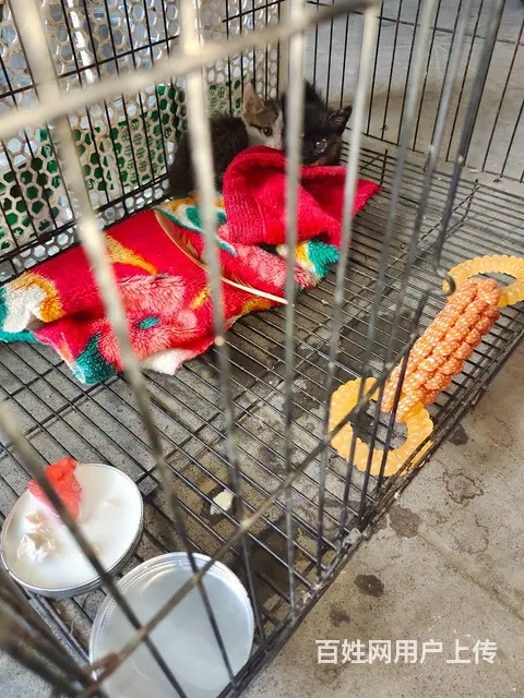 流浪猫寻有缘人不求富贵但求相守 - 图片 1