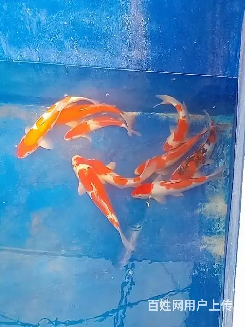 苏州出售锦鲤鱼过滤器材过滤设备 - 图片 4