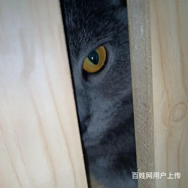 淘气蓝猫抱回家随便撸 - 图片 1