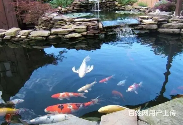 苏州锦鲤养殖场常年出售各类中高档优质锦鲤鱼 - 图片 8