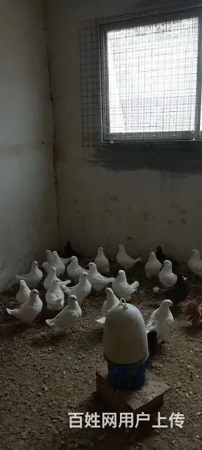 低价出售元宝鸽 - 图片 4