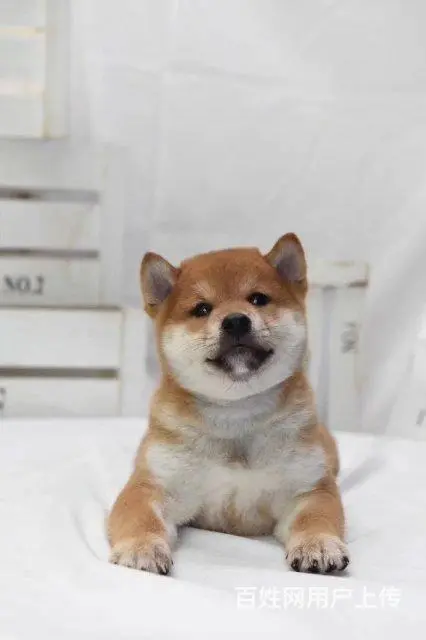 哪卖柴犬幼犬 黑色柴犬 赤红色柴犬 签协议 - 图片 12