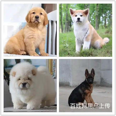 杭州宠物市场地址养狗基地 - 图片 1