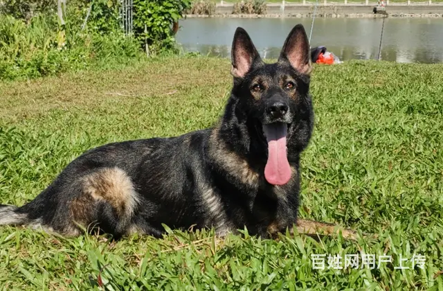 广州市粤虎训犬学校 - 图片