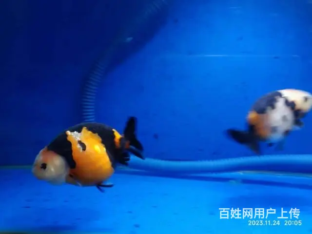打包出5条精品兰寿，280元，自来水养大适合鱼友家养，尺寸7 - 图片 1