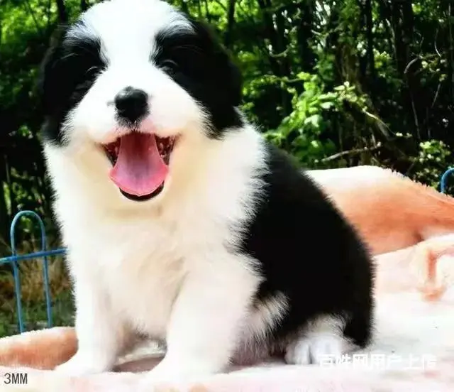徐州1200出售 高品质边牧宝宝【益帆边境犬舍】 - 图片 7
