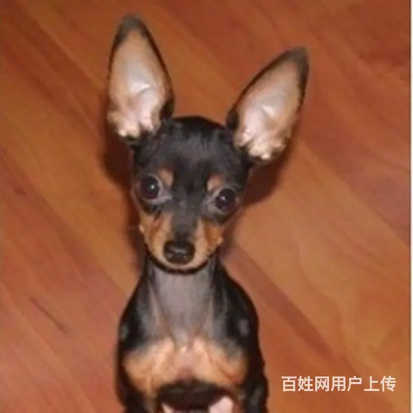 宿迁【十年老店】常年繁殖优质血统小鹿犬幼犬 - 图片 7