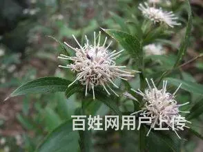 湖北百草堂苍术种植获青睐，行业中强势品牌通往成功 - 图片 1