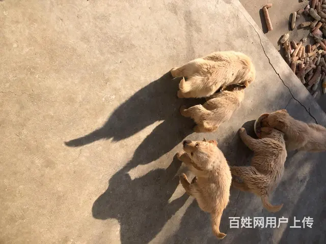 自家繁殖两个月的金毛宝宝出售 - 图片 2