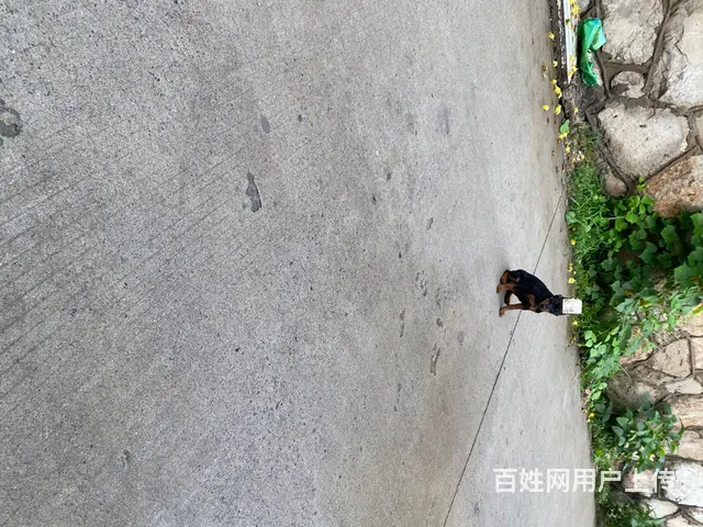 【搞定了！】迷你杜宾 - 图片 4
