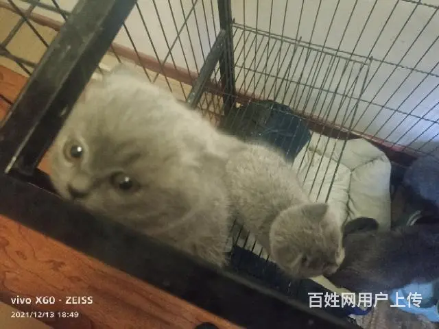 自家繁殖纯种大包子脸英短蓝猫 - 图片 1
