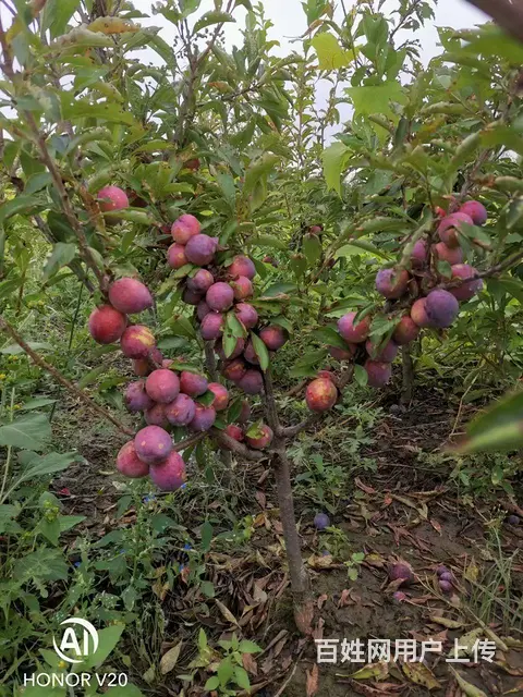 卖各种果树 - 图片 6