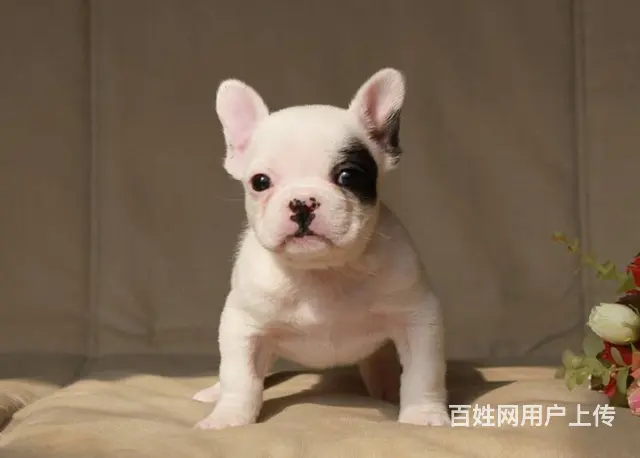出售高品质法国斗牛犬 终身售后送货 - 图片 5