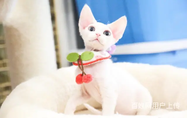 哪里有卖德文卷毛猫的 性格好 不掉毛 高端人士首选 - 图片 4