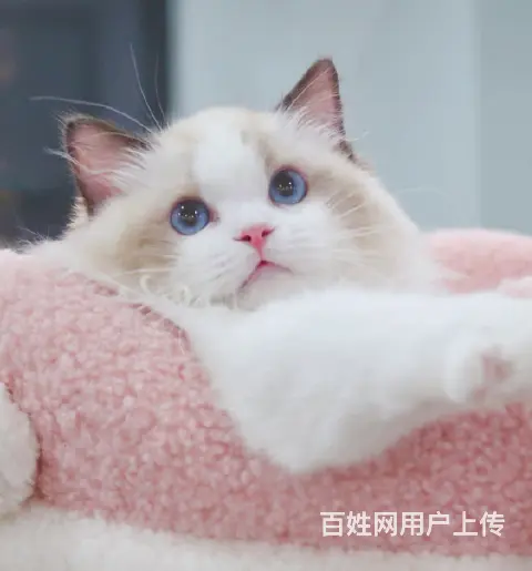 哪里有卖双色布偶猫的多少钱 布偶猫好养吗 - 图片 1
