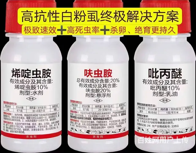 白粉虱防治方案抗性白粉虱解决方案杀虫杀卵 - 图片 4