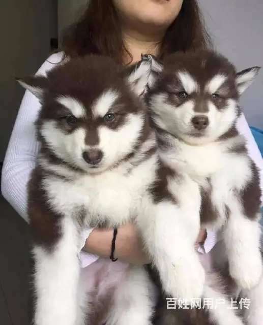 宿州出售纯种大骨架巨型阿拉斯加犬 阿拉斯加犬图片 - 图片 5