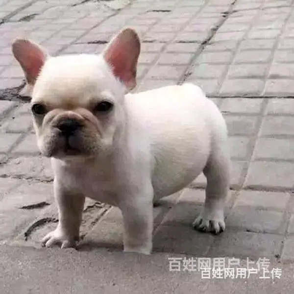六安法斗价格哪里有法斗买呢 - 图片 6