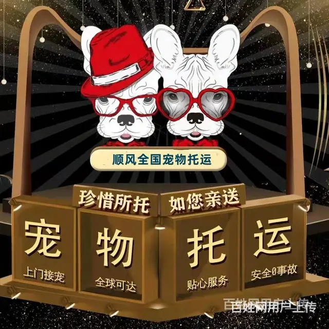 2022常州市到全国）宠物托运（猫狗）邮寄快递（宠物活体运输 - 图片 3
