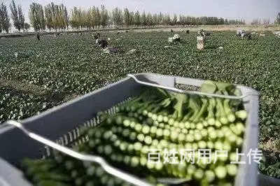 正规出国劳务新西兰，建筑工司机工厂普工农场 - 图片 4