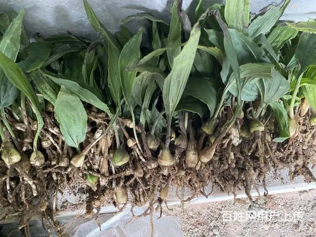 中药材种子种苗蜀道地毛慈菇种苗出售种植基地直发 - 图片