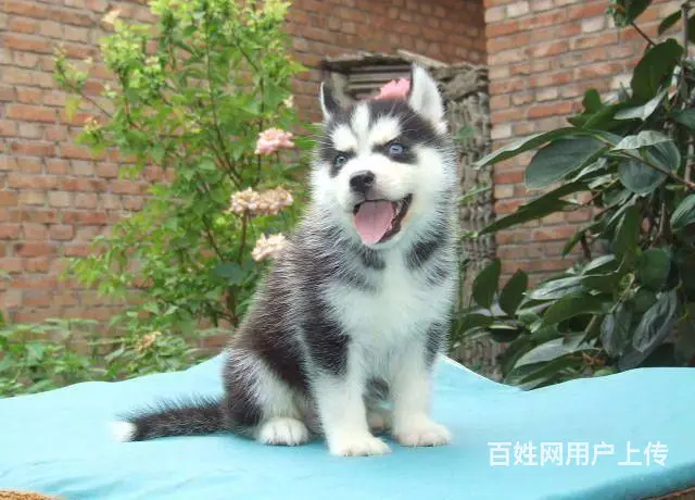 纯种哈士奇 黑白色哈士奇 可爱聪明的哈士奇幼犬 - 图片 3