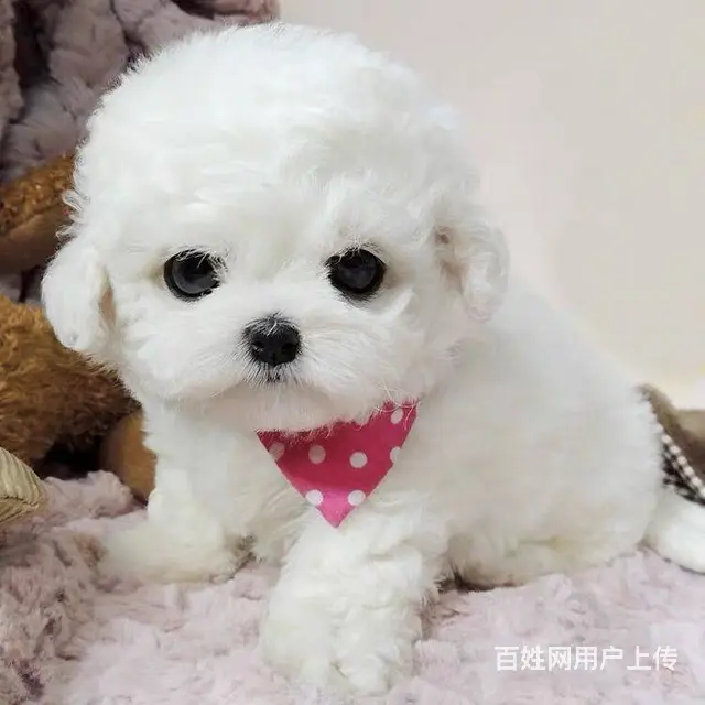 纯种比熊犬业 赛系比熊幼犬 保健康签协议 - 图片 7