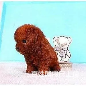 邢台本地出售家养泰迪 茶杯犬泰迪 疫苗齐全 - 图片 3