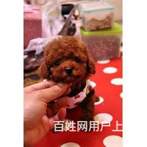 茶杯犬极品泰迪 茶杯玩具迷你等体型 颜色多选包健康 - 图片 5