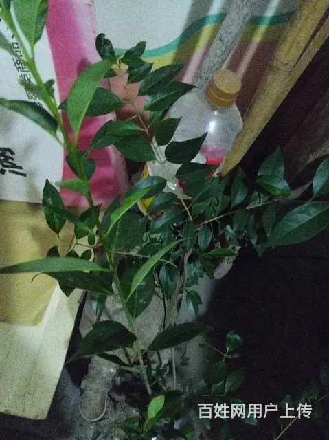 干净且安静的一居室 - 图片