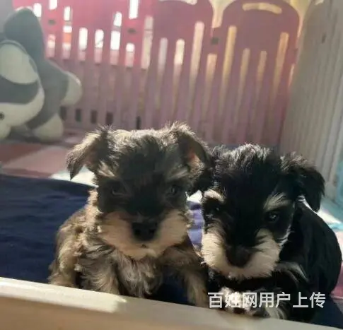 纯种雪纳瑞幼犬小狗 可爱椒盐雪纳瑞 身体健康找新家 - 图片 3