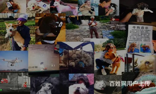浙江寻宠服务救援队 - 图片 2