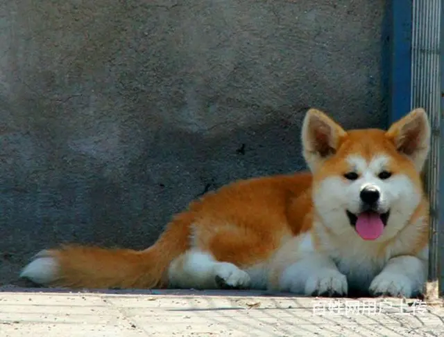 纯种秋田犬，品相佳，样子萌哒哒，质量第一 - 图片 4