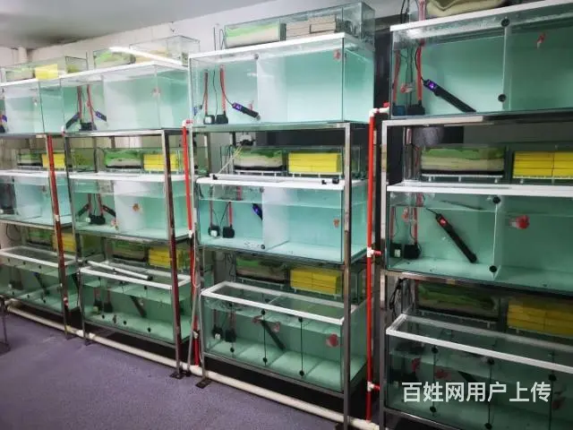 广州哪里有卖罗汉鱼 顺丰包邮包活，泰国一手货源 - 图片 6