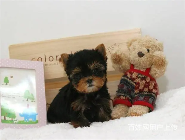 广州买狗首选推荐 正规犬舍 纯种约克夏犬多只待售 - 图片 10
