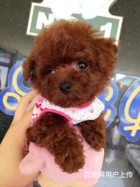 纯种泰迪犬 微小体茶杯泰迪犬价格 泰迪犬舍 - 图片 6