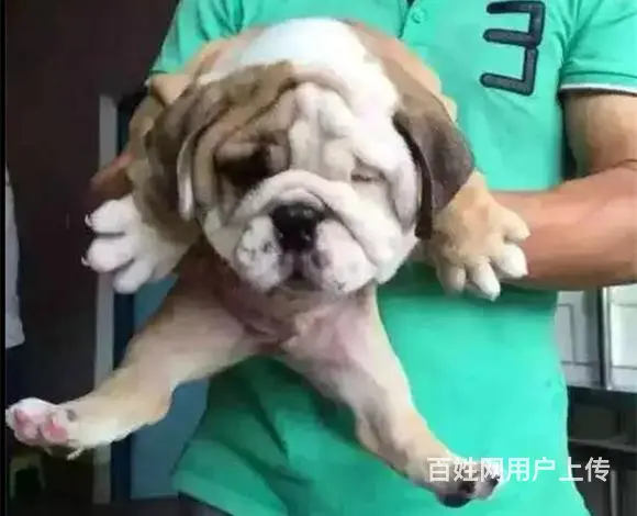 黄冈【十年老店】常年繁殖优质血统英牛幼犬 - 图片 12