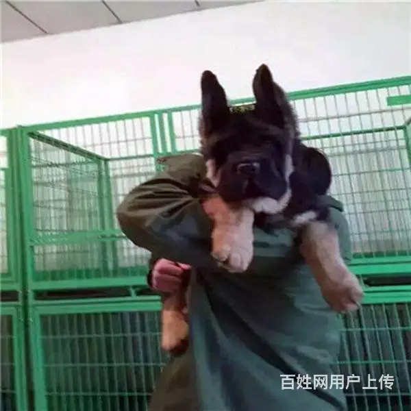 辽阳德牧价格_多少钱一只|德牧图片|德牧 - 图片 6