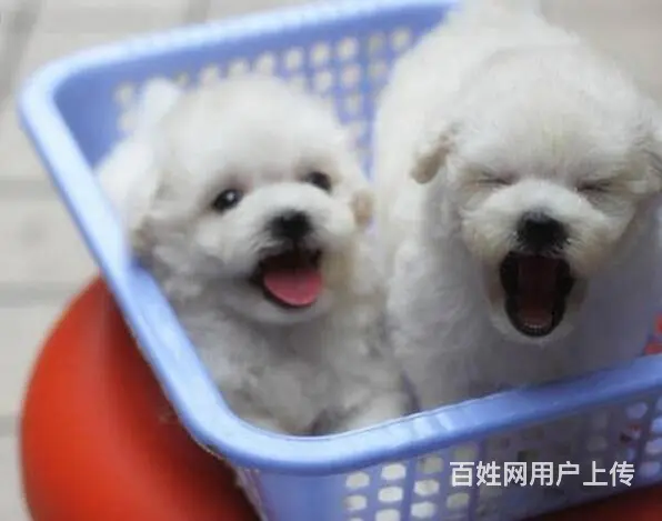 北京出售精品比熊幼犬疫苗齐全可签协议多窝可选 - 图片 8