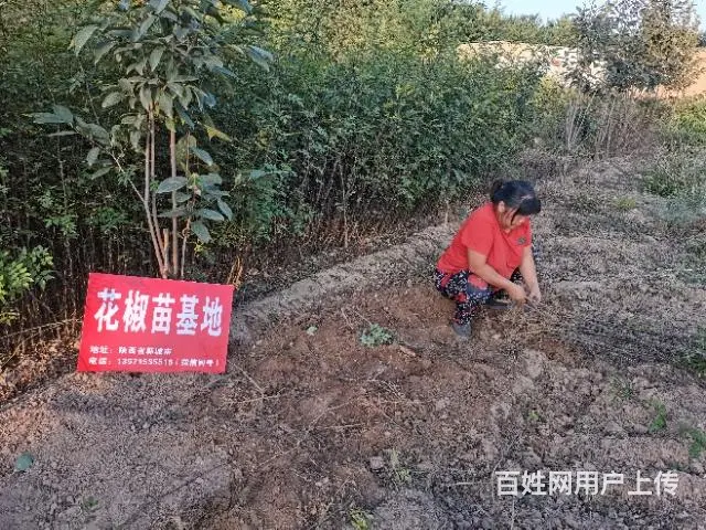 陕西韩城哪里批发大红袍狮子头花椒树苗基地 - 图片 6