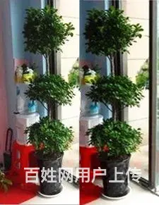 合肥开业花篮/合肥鲜花绿植/合肥开业发财树/金钱树 - 图片 3