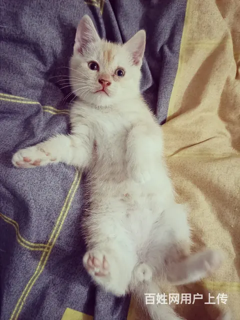 【搞定了！】中华田园狸花猫小奶猫领养 - 图片 6