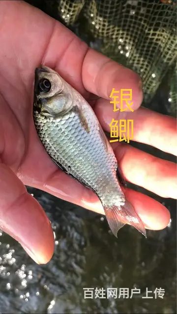 草鱼苗，大量供应各种淡水鱼苗 - 图片 4