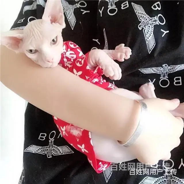 常州纯种无毛精灵猫一手出售 - 图片 6
