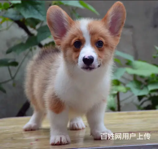 威海哪里有自家繁殖纯种柯基犬 质保终身 签协议 - 图片 3