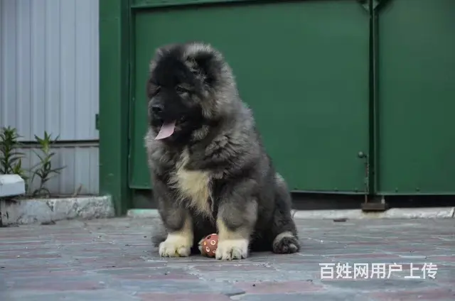 六安【十年老店】常年繁殖优质血统高加索幼犬 - 图片 3